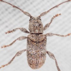 Ecyrus dasycerus by (c) Victor Engel, some rights reserved (CC BY), uploaded by Victor Engel. Used under a CC-BY license.