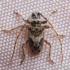 Poliaenus negundo by (c) Ken-ichi Ueda, some rights reserved (CC BY), uploaded by Ken-ichi Ueda. Used under a CC-BY license.
