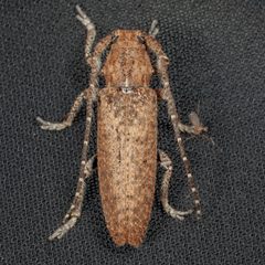 Ataxia crypta by (c) Victor Engel, some rights reserved (CC BY), uploaded by Victor Engel. Used under a CC-BY license.