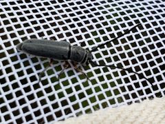 Mecas femoralis by (c) Arturo Santos, some rights reserved (CC BY), uploaded by Arturo Santos. Used under a CC-BY license.