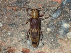 Saperda discoidea by (c) John P Friel, some rights reserved (CC BY), uploaded by John P Friel. Used under a CC-BY license.