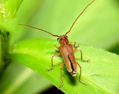Saperda discoidea by (c) Katja Schulz, some rights reserved (CC BY). Used under a CC-BY license.