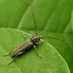 Saperda discoidea by (c) Katja Schulz, some rights reserved (CC BY). Used under a CC-BY license.