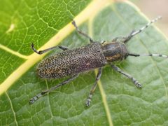 Saperda moesta tulari by (c) giantcicada, some rights reserved (CC BY), uploaded by giantcicada. Used under a CC-BY license.
