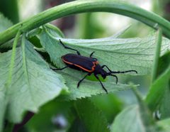 Desmocerus californicus by (c) Pacific Southwest Region U.S. Fish and Wildlife Service, some rights reserved (CC BY). Used under a CC-BY license.