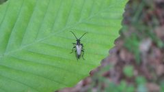 Brachyleptura circumdata by (c) yajapin, some rights reserved (CC BY), uploaded by yajapin. Used under a CC-BY license.
