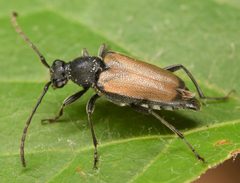 Brachyleptura circumdata by (c) skitterbug, some rights reserved (CC BY), uploaded by skitterbug. Used under a CC-BY license.
