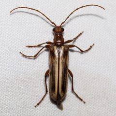 Ortholeptura insignis by (c) Ken-ichi Ueda, some rights reserved (CC BY), uploaded by Ken-ichi Ueda. Used under a CC-BY license.