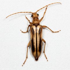 Ortholeptura valida by (c) Ken-ichi Ueda, some rights reserved (CC BY). Used under a CC-BY license.