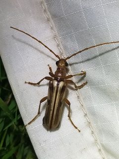 Ortholeptura valida by (c) Dave, some rights reserved (CC BY), uploaded by Dave. Used under a CC-BY license.