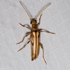Ortholeptura valida by (c) Ken-ichi Ueda, some rights reserved (CC BY), uploaded by Ken-ichi Ueda. Used under a CC-BY license.