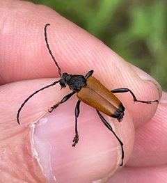 Trigonarthris atrata by (c) Sam Kieschnick, some rights reserved (CC BY), uploaded by Sam Kieschnick. Used under a CC-BY license.