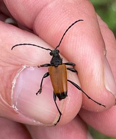 Trigonarthris atrata by (c) Sam Kieschnick, some rights reserved (CC BY), uploaded by Sam Kieschnick. Used under a CC-BY license.