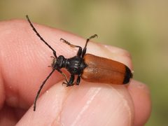 Trigonarthris atrata by (c) Sam Kieschnick, some rights reserved (CC BY), uploaded by Sam Kieschnick. Used under a CC-BY license.