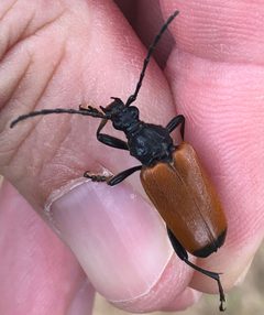 Trigonarthris atrata by (c) Sam Kieschnick, some rights reserved (CC BY), uploaded by Sam Kieschnick. Used under a CC-BY license.
