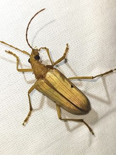 Centrodera spurca by no rights reserved, uploaded by Sarah Zukoff. Used under a CC0 license.