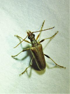 Stenocorus cinnamopterus by (c) Annika Lindqvist, some rights reserved (CC BY), uploaded by Annika Lindqvist. Used under a CC-BY license.