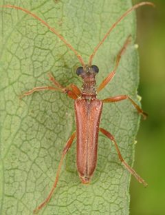 Stenocorus cinnamopterus by (c) skitterbug, some rights reserved (CC BY), uploaded by skitterbug. Used under a CC-BY license.