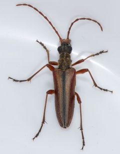 Stenocorus vestitus by (c) Don Loarie, some rights reserved (CC BY), uploaded by Don Loarie. Used under a CC-BY license.