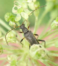 Grammoptera by no rights reserved, uploaded by Jean-Paul Boerekamps. Used under a CC0 license.