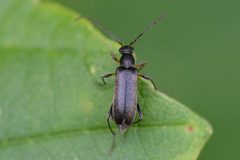 Grammoptera by no rights reserved. Used under a CC0 license.