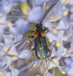 Grammoptera by no rights reserved, uploaded by Jesse Rorabaugh. Used under a CC0 license.