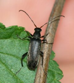 Grammoptera by (c) portioid, some rights reserved (CC BY), uploaded by portioid. Used under a CC-BY license.
