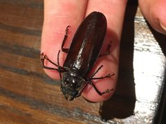 Nothopleurus madericus by (c) mob-critters, some rights reserved (CC BY). Used under a CC-BY license.