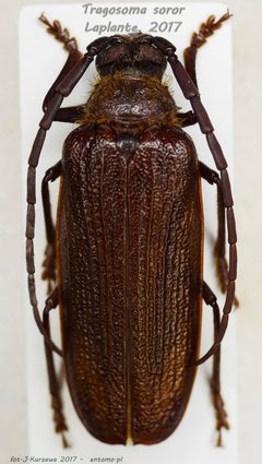 Tragosoma soror by (c) Jacek Kurzawa, some rights reserved (CC BY), uploaded by Jacek Kurzawa. Used under a CC-BY license.