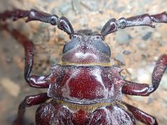 Prionus californicus by (c) Trevor Van Loon, some rights reserved (CC BY), uploaded by Trevor Van Loon. Used under a CC-BY license.