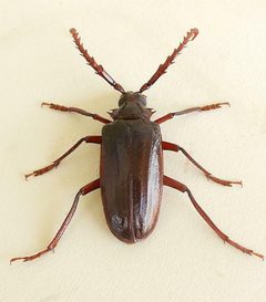 Prionus californicus by (c) jimeckert49, some rights reserved (CC BY). Used under a CC-BY license.