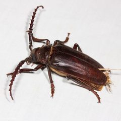 Prionus californicus by (c) Ken-ichi Ueda, some rights reserved (CC BY). Used under a CC-BY license.