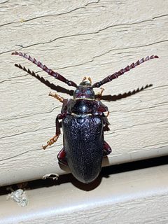 Prionus laticollis by (c) Samuel Paul Galick, some rights reserved (CC BY), uploaded by Samuel Paul Galick. Used under a CC-BY license.