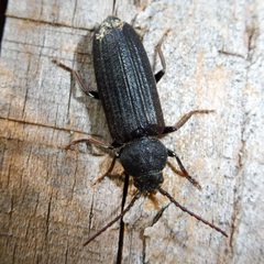Asemum striatum by (c) Barry Walter, some rights reserved (CC BY), uploaded by Barry Walter. Used under a CC-BY license.