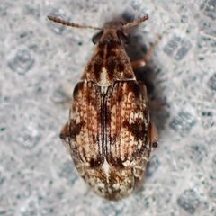 Algarobius prosopis by (c) Sue Carnahan, some rights reserved (CC BY), uploaded by Sue Carnahan. Used under a CC-BY license.