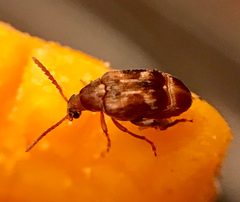 Callosobruchus maculatus by (c) Raven Dandridge, some rights reserved (CC BY), uploaded by Raven Dandridge. Used under a CC-BY license.