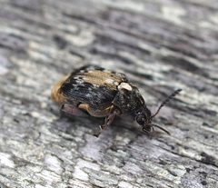 Megabruchidius dorsalis by (c) carnifex, some rights reserved (CC BY), uploaded by carnifex. Used under a CC-BY license.