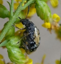 Megabruchidius dorsalis by (c) agujaceratops, some rights reserved (CC BY), uploaded by agujaceratops. Used under a CC-BY license.