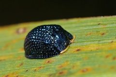 Hemisphaerota cyanea by (c) Eridan Xharahi, some rights reserved (CC BY), uploaded by Eridan Xharahi. Used under a CC-BY license.