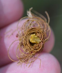 Hemisphaerota cyanea by (c) Amber M. King, some rights reserved (CC BY), uploaded by Amber M. King. Used under a CC-BY license.