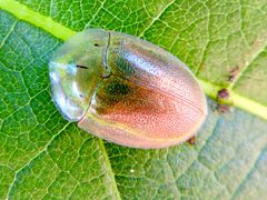 Physonota arizonae by (c) Francisco Farriols Sarabia, some rights reserved (CC BY), uploaded by Francisco Farriols Sarabia. Used under a CC-BY license.