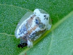 Physonota arizonae by (c) Francisco Farriols Sarabia, some rights reserved (CC BY), uploaded by Francisco Farriols Sarabia. Used under a CC-BY license.
