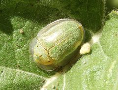 Physonota arizonae by (c) Francisco Farriols Sarabia, some rights reserved (CC BY), uploaded by Francisco Farriols Sarabia. Used under a CC-BY license.