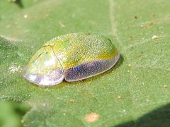Physonota arizonae by (c) Francisco Farriols Sarabia, some rights reserved (CC BY), uploaded by Francisco Farriols Sarabia. Used under a CC-BY license.