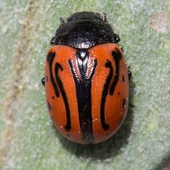 Calligrapha sigmoidea by (c) Ken-ichi Ueda, some rights reserved (CC BY), uploaded by Ken-ichi Ueda. Used under a CC-BY license.