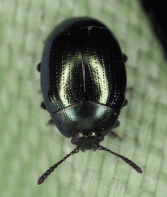 Phaedon viridis by (c) Rosario, some rights reserved (CC BY), uploaded by Rosario. Used under a CC-BY license.