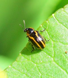 Prasocuris boreella by (c) Bernie Paquette, some rights reserved (CC BY), uploaded by Bernie Paquette. Used under a CC-BY license.