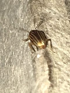 Colaspis pini by (c) Shannon Foreman, some rights reserved (CC BY), uploaded by Shannon Foreman. Used under a CC-BY license.