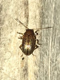 Colaspis pini by (c) Shannon Foreman, some rights reserved (CC BY), uploaded by Shannon Foreman. Used under a CC-BY license.