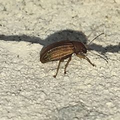 Colaspis pini by (c) Shannon Foreman, some rights reserved (CC BY), uploaded by Shannon Foreman. Used under a CC-BY license.